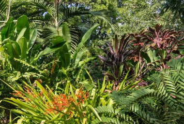 tropikal yağmur ormanlarında Brisbane, Avustralya şehir botanik bahçeleri içinde büyüyen bitkiler topluluğu