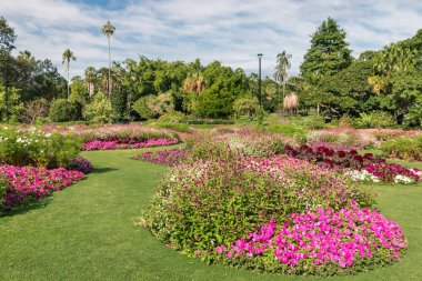 flowerbed ile pembe petunyaların içinde şehir botanik bahçeleri, Brisbane, Avustralya