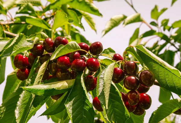 Ripe Sweet Cherries Cherry Tree Sky — Stock Photo, Image