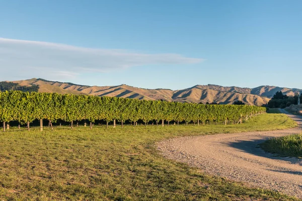 Vadnou Kopce Vinic Oblasti Marlborough Jižní Ostrov Nový Zéland Stock Fotografie