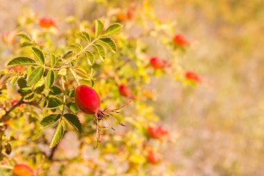 kuşburnu bush üzerinde büyüyen olgun kuşburnu çilek portre