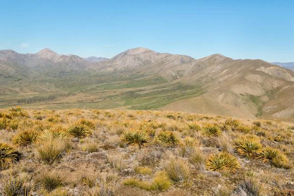 Oštěp Travní Rostliny Rostoucí Pusté Kopce Nad Údolím Awatere Novém — Stock fotografie