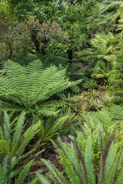 Diverses Fougères Poussant Nouvelle Zélande Forêt Pluviale Tempérée — Photo
