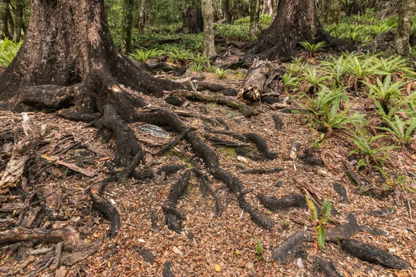 Buków Pokryte Okopcony Pleśni Spadzi Rosnące Lesie Nowa Zelandia — Zdjęcie stockowe