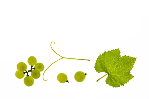 Reife Sauvignon Blanc Trauben Und Blatt Isoliert Auf Weißem Hintergrund — Stockfoto