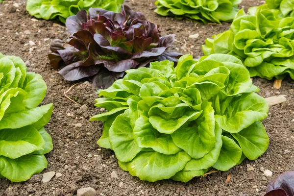 Closeup Green Purple Loose Leaf Lettuce Growing Vegetable Garden — Stock Photo, Image