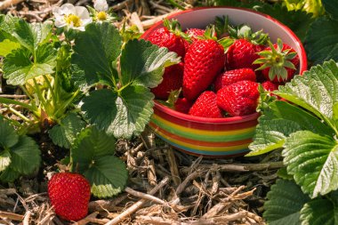 taze organik çilek çilek bitki kase