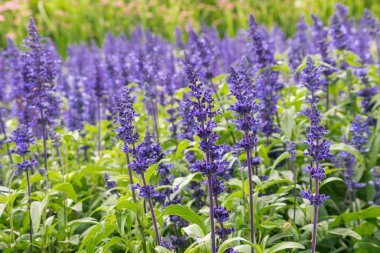 Mavi Bahçe adaçayı çiçekleri çiçek ile arka plan bulanık