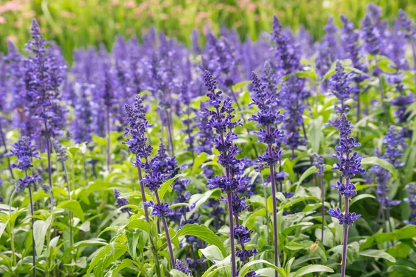 blue garden sage flowers in bloom with blurred background