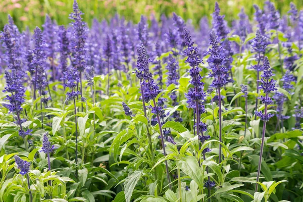 Niebieskie Kwiaty Szałwii Kwitną Uprawy Ziołowy Ogród — Zdjęcie stockowe