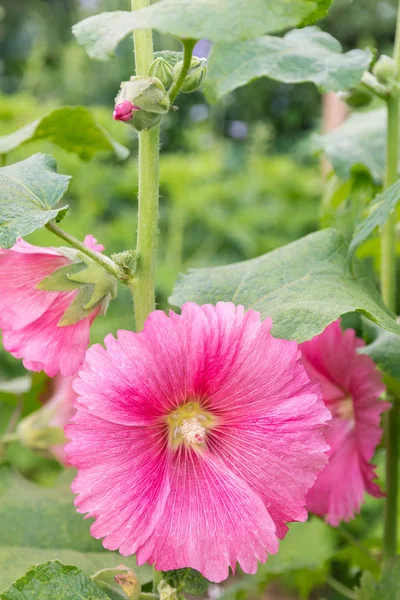 Impianto Hollyhock Rosa Con Fiore Che Cresce Giardino — Foto Stock