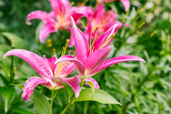 Nahaufnahme Von Rosa Lilienblüten Garten — Stockfoto
