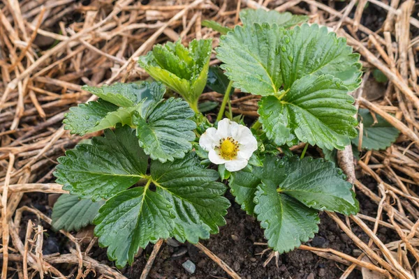 closeup of strawberry seedling with flower growing on straw in garden