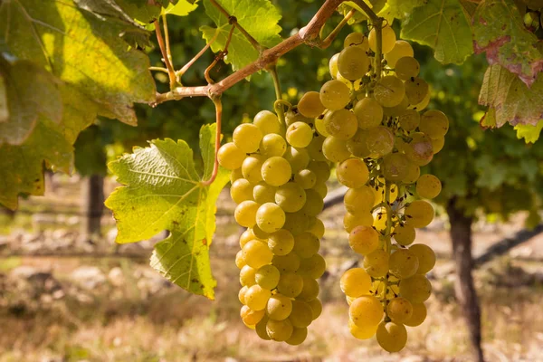 Close Uvas Brancas Maduras Que Crescem Vinha Vinha — Fotografia de Stock