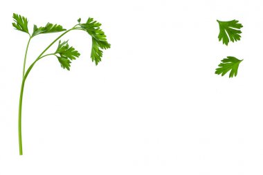 Bahçe maydanoz yaprakları ve beyaz arka plan kopya alanı ile takip ediyor