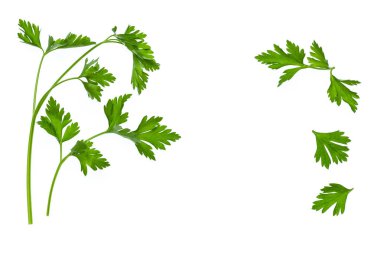 izole üzerinde beyaz arka plan taze maydanoz yaprakları 