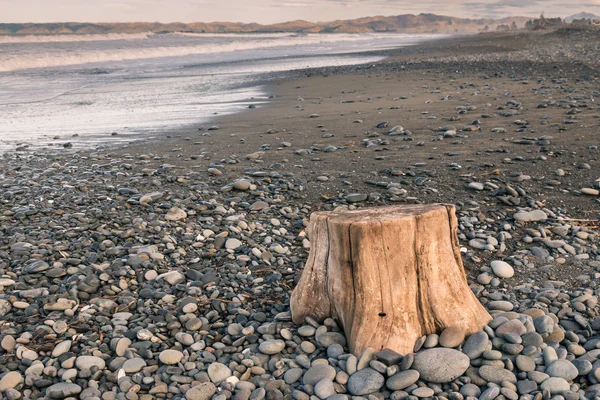 Ağaç Kütüğü Pebble Beach Rarangi South Island Yeni Zelanda — Stok fotoğraf