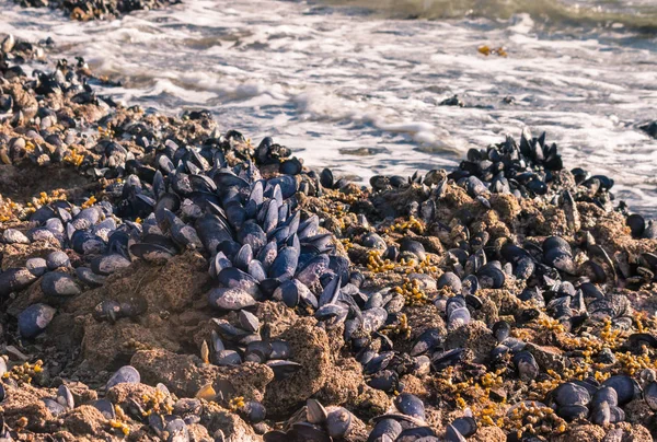 Blue Mussels Colony Living Rocky Beach — Stock Photo, Image