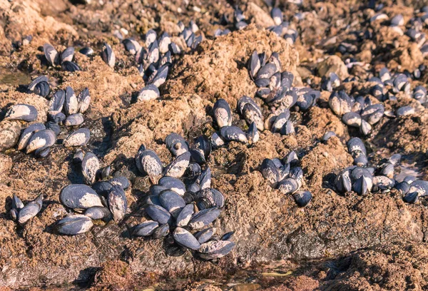 Zaostřená Syrového Modrého Mušle Žijícím Skalách — Stock fotografie