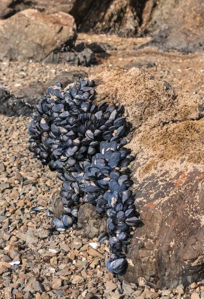 Clump Live Blue Mussels Rocky Beach Low Tide — стоковое фото