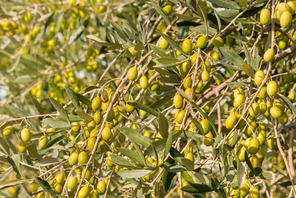 Olives Vertes Biologiques Mûres Poussant Dans Les Oliveraies — Photo