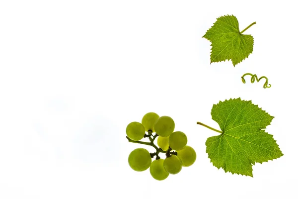 Uvas Vino Blanco Con Hojas Sobre Fondo Blanco Con Espacio — Foto de Stock