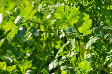 organik sebze bahçesinde büyüyen Close-Up maydanoz yaprakları