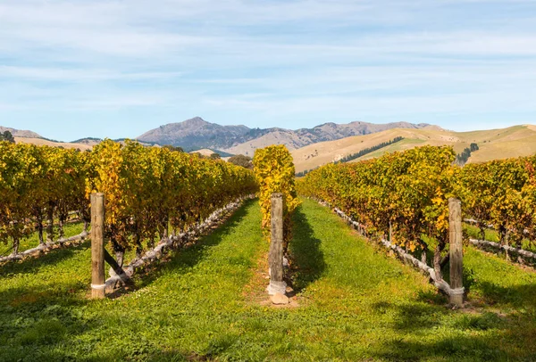 Wiersze Dla Grapevine Jesienią Nowej Zelandii Winnicy Miejsca Kopii — Zdjęcie stockowe