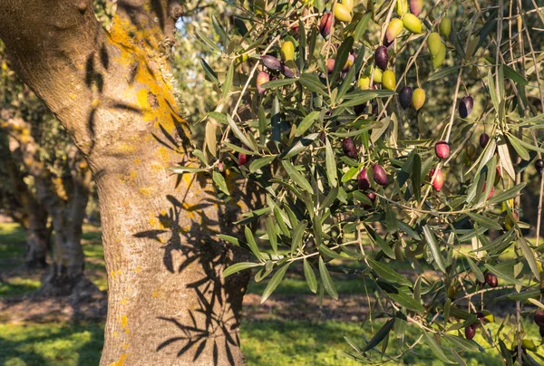 Olivier Ensoleillé Avec Mûrissement Des Olives Kalamata Moment Récolte — Photo