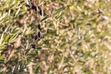 Olgun kalamata zeytin bulanık arka plan ve kopya alanı olan zeytin ağacı üzerinde