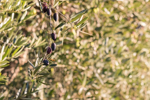Olgun kalamata zeytin bulanık arka plan ve kopya alanı olan zeytin ağacı üzerinde