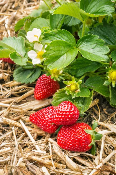 detail of strawberry plant with ripe strawberries in organic garden