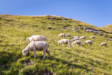 Kopya alanı ve mavi gökyüzü olan çimenli yamaçta otlayan koyun sürüsü