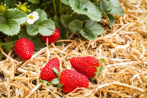 Primer Plano Fresas Orgánicas Maduras Con Planta Fresa Jardín — Foto de Stock