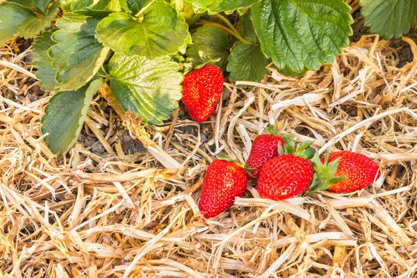 Primer Plano Fresas Maduras Que Crecen Paja Jardín Orgánico Con — Foto de Stock