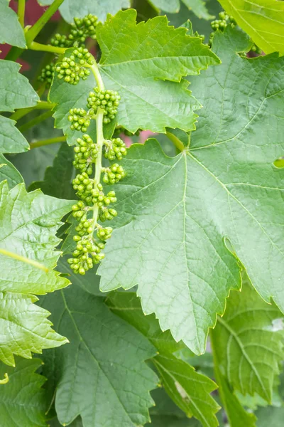 Closeup of young grapevine inflorescence with leaves growing in organic vineyard — Stock Image Closeup Young Grapevine Inflorescence Leaves Growing Organic Vineyard Royalty Free Stock Photos