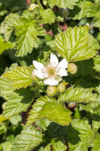 raspberry plant in bloom with flower, buds and leaves growing in organic garden