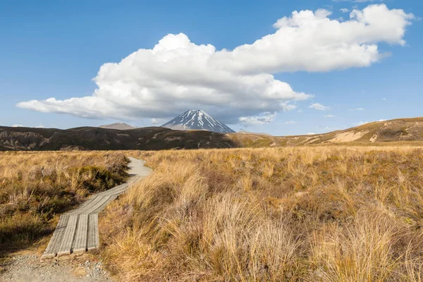 Travnaté Porosty Turistickou Stezkou Národním Parku Tongariro Severní Ostrov Nový — Stock fotografie