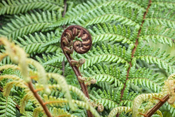 Detail Unfurling New Zealand Silver Fern Frond Copy Space — 스톡 사진