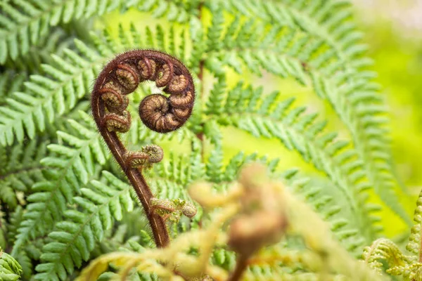 Closeup Koru Frond New Zealand Silent Fern Blurred Background Copy — стокове фото