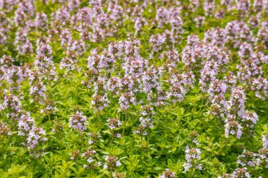 Thymus vulgaris - bahçedeki kekik bitkisi pembe çiçeklerle çiçek açmış
