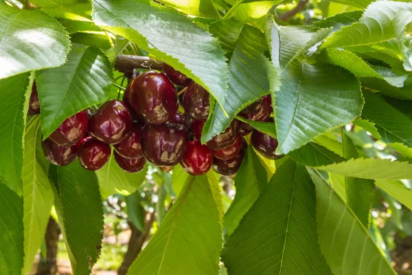 Cherry Tree Ripe Dark Red Cherries Green Leaves Organic Cherry — 스톡 사진