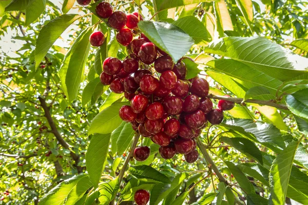Ripe Cherries Cherry Tree Growing Organic Cherry Orchard — 스톡 사진
