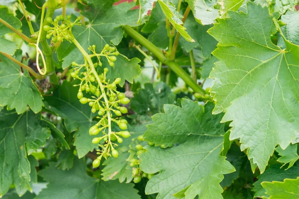 Racimo Uva Verde Con Flores Uvas Inmaduras Viñedo Con Espacio — Foto de Stock