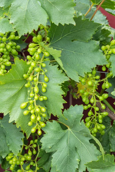 Primer Plano Racimos Uva Verde Inmaduros Con Hojas Viñedo — Foto de Stock