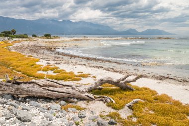 Kaikoura Yarımadası, Güney Adası, Yeni Zelanda 'daki kumlu plajda sürüklenen odun ve sarı çiçekler.