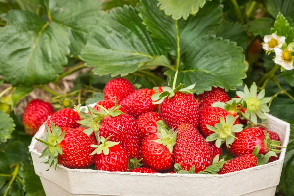 freshly picked strawberries with strawberry plant growing in organic garden