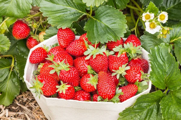 strawberry plant with freshly picked strawberries growing in organic garden