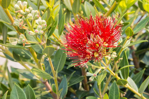 Closeup New Zealand Christmas Tree Red Flowers Bloom Blurred Background — 스톡 사진