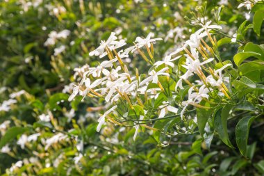 Bahçede çiçek açan yıldız yasemin tarama bitkisi olarak yetişiyor.